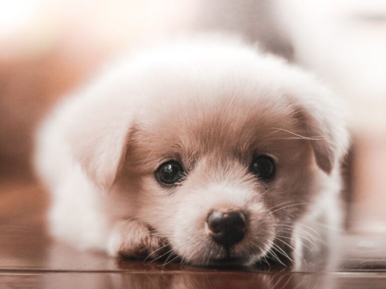 Navigating Airline Policies for Pet Travel